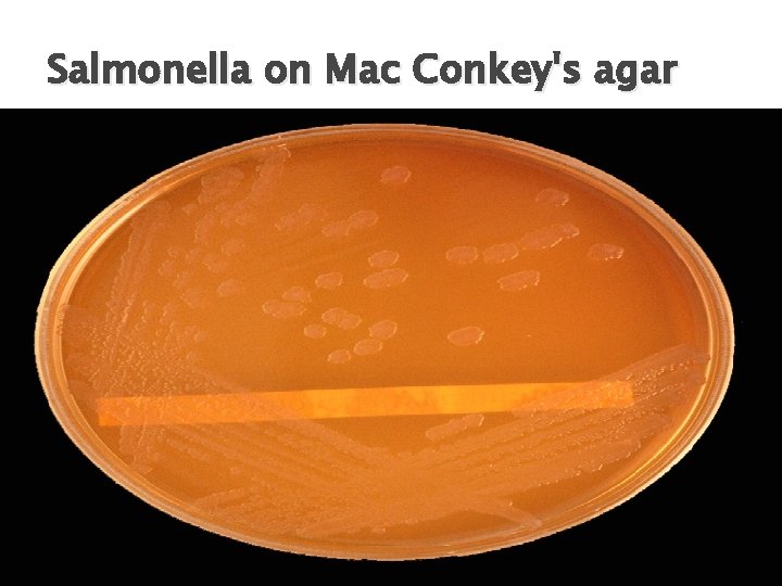 Salmonella on Mac Conkey's agar 