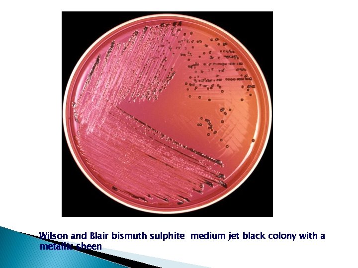 Wilson and Blair bismuth sulphite medium jet black colony with a metallic sheen 