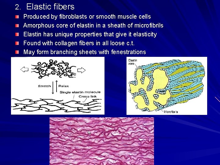 2. Elastic fibers Produced by fibroblasts or smooth muscle cells Amorphous core of elastin 2. Elastic fibers Produced by fibroblasts or smooth muscle cells Amorphous core of elastin