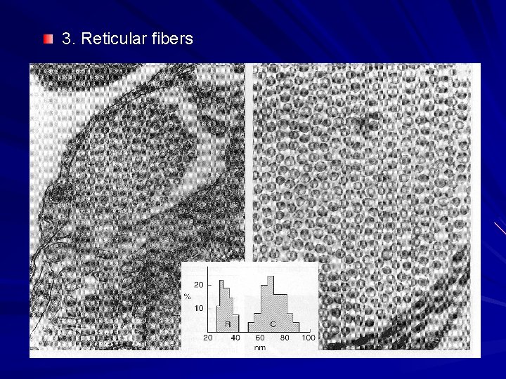 3. Reticular fibers 3. Reticular fibers