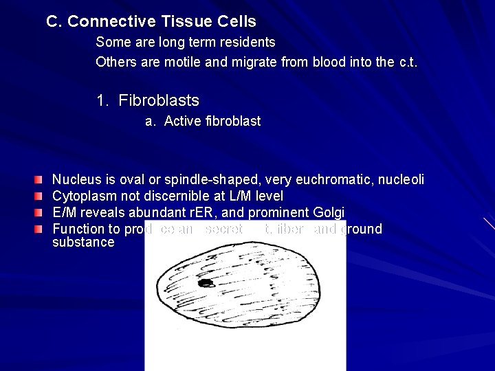 C. Connective Tissue Cells Some are long term residents Others are motile and migrate C. Connective Tissue Cells Some are long term residents Others are motile and migrate