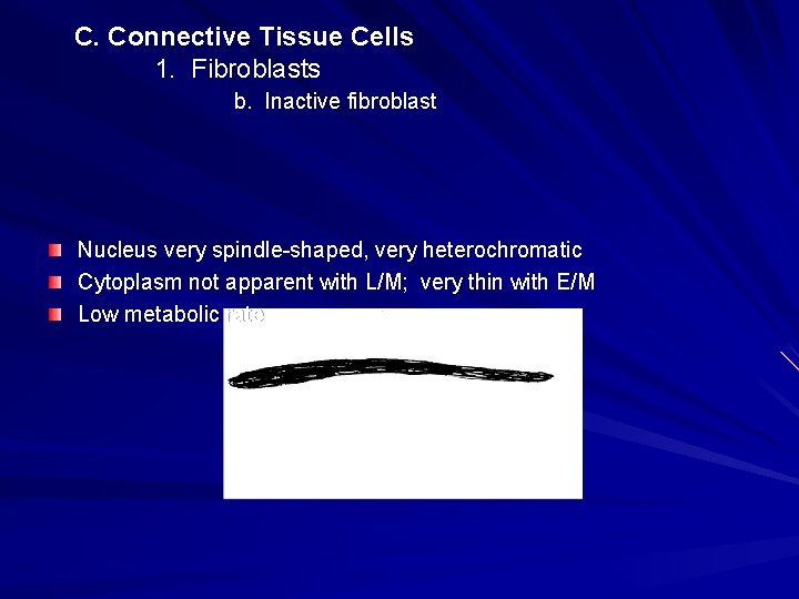C. Connective Tissue Cells 1. Fibroblasts b. Inactive fibroblast Nucleus very spindle-shaped, very heterochromatic C. Connective Tissue Cells 1. Fibroblasts b. Inactive fibroblast Nucleus very spindle-shaped, very heterochromatic