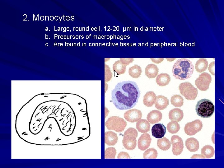 2. Monocytes a. b. c. Large, round cell, 12 -20 μm in diameter Precursors 2. Monocytes a. b. c. Large, round cell, 12 -20 μm in diameter Precursors