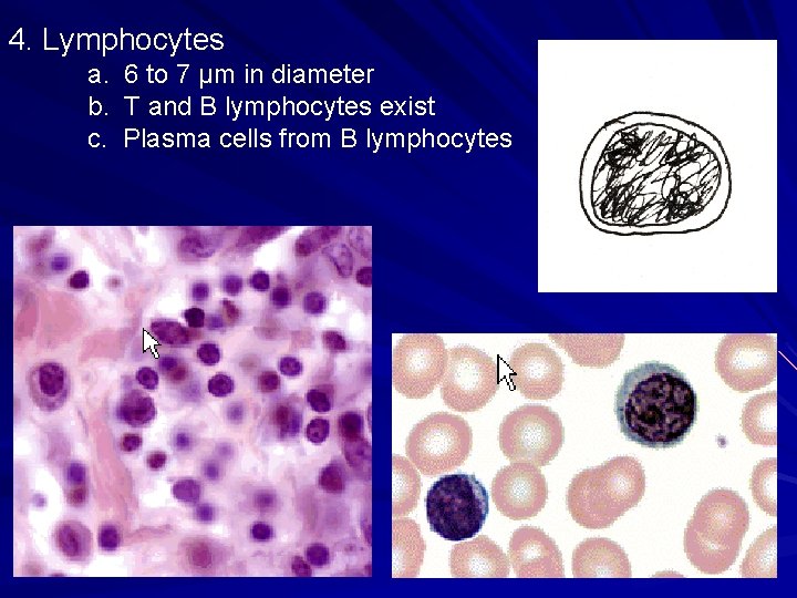 4. Lymphocytes a. b. c. 6 to 7 μm in diameter T and B 4. Lymphocytes a. b. c. 6 to 7 μm in diameter T and B