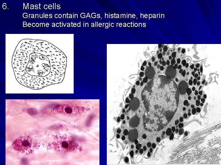 6. Mast cells Granules contain GAGs, histamine, heparin Become activated in allergic reactions 6. Mast cells Granules contain GAGs, histamine, heparin Become activated in allergic reactions