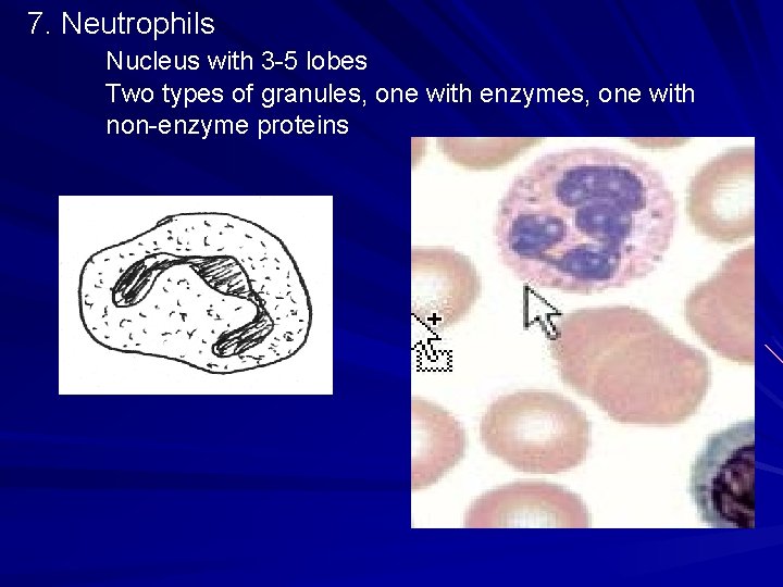 7. Neutrophils Nucleus with 3 -5 lobes Two types of granules, one with enzymes, 7. Neutrophils Nucleus with 3 -5 lobes Two types of granules, one with enzymes,