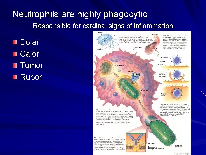 Neutrophils are highly phagocytic Responsible for cardinal signs of inflammation Dolar Calor Tumor Rubor Neutrophils are highly phagocytic Responsible for cardinal signs of inflammation Dolar Calor Tumor Rubor