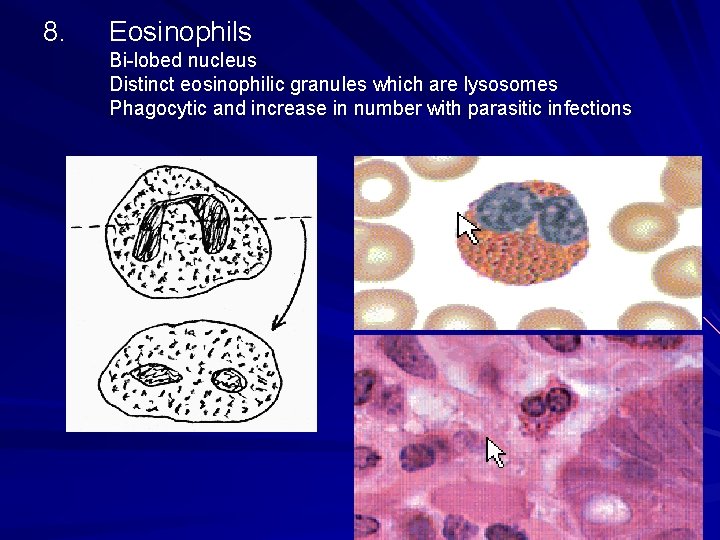 8. Eosinophils Bi-lobed nucleus Distinct eosinophilic granules which are lysosomes Phagocytic and increase in 8. Eosinophils Bi-lobed nucleus Distinct eosinophilic granules which are lysosomes Phagocytic and increase in