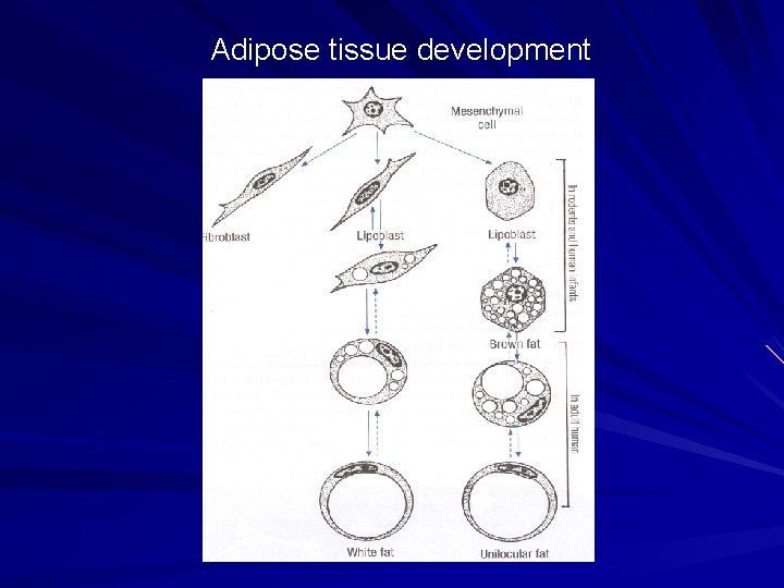 Adipose tissue development Adipose tissue development