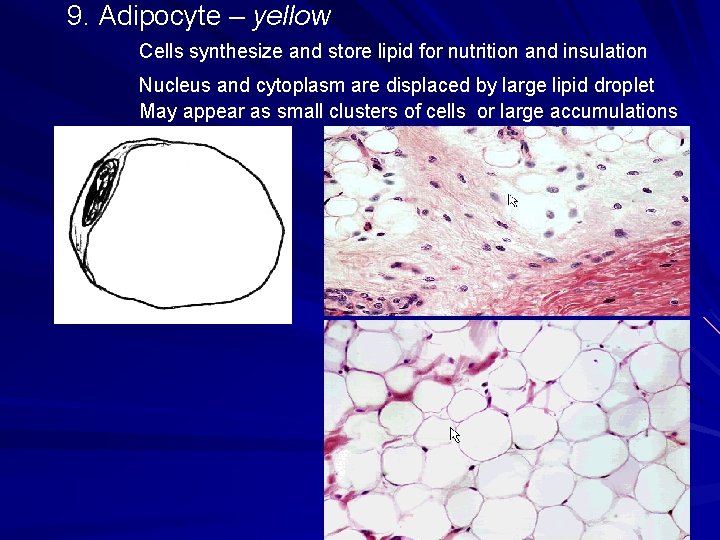 9. Adipocyte – yellow Cells synthesize and store lipid for nutrition and insulation Nucleus 9. Adipocyte – yellow Cells synthesize and store lipid for nutrition and insulation Nucleus