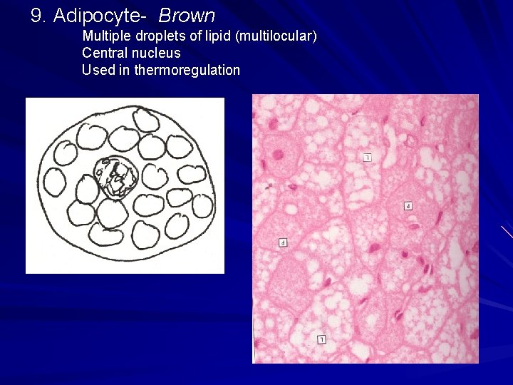 9. Adipocyte- Brown Multiple droplets of lipid (multilocular) Central nucleus Used in thermoregulation 9. Adipocyte- Brown Multiple droplets of lipid (multilocular) Central nucleus Used in thermoregulation