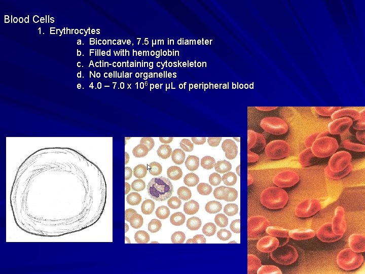 Blood Cells 1. Erythrocytes a. Biconcave, 7. 5 μm in diameter b. Filled with Blood Cells 1. Erythrocytes a. Biconcave, 7. 5 μm in diameter b. Filled with