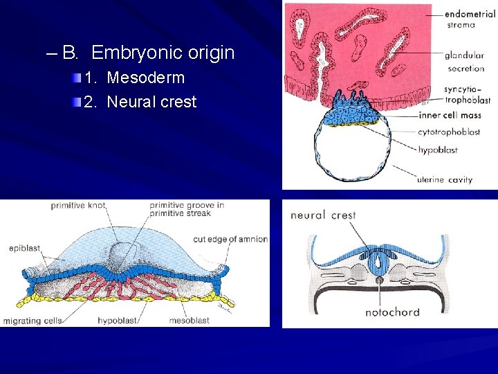 – B. Embryonic origin 1. Mesoderm 2. Neural crest – B. Embryonic origin 1. Mesoderm 2. Neural crest