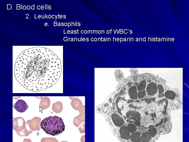 D. Blood cells 2. Leukocytes e. Basophils Least common of WBC’s Granules contain heparin D. Blood cells 2. Leukocytes e. Basophils Least common of WBC’s Granules contain heparin
