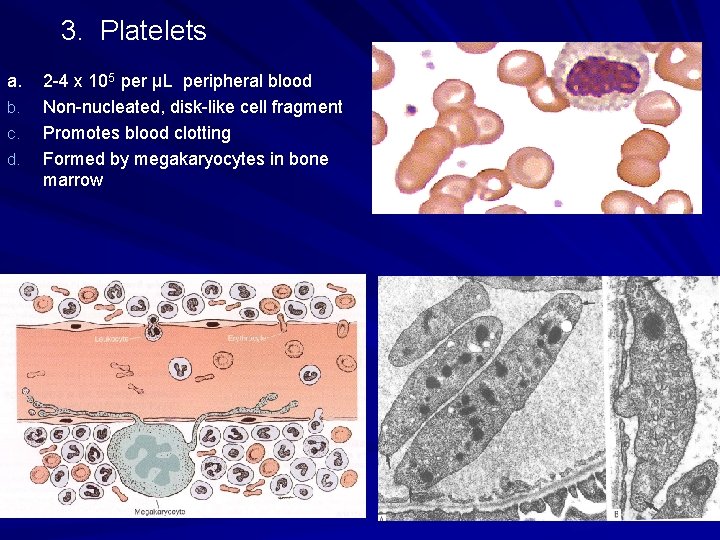 3. Platelets a. b. c. d. 2 -4 x 105 per μL peripheral blood 3. Platelets a. b. c. d. 2 -4 x 105 per μL peripheral blood