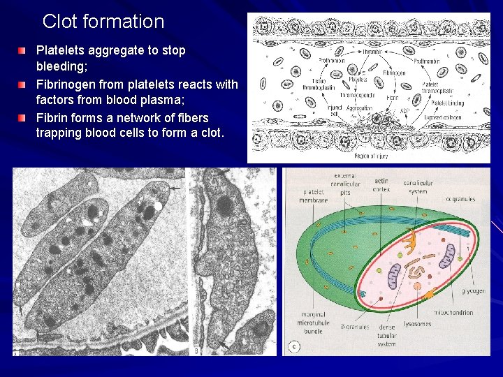 Clot formation Platelets aggregate to stop bleeding; Fibrinogen from platelets reacts with factors from Clot formation Platelets aggregate to stop bleeding; Fibrinogen from platelets reacts with factors from