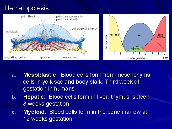 Hematopoiesis a. b. c. Mesoblastic: Blood cells form from mesenchymal cells in yolk sac Hematopoiesis a. b. c. Mesoblastic: Blood cells form from mesenchymal cells in yolk sac