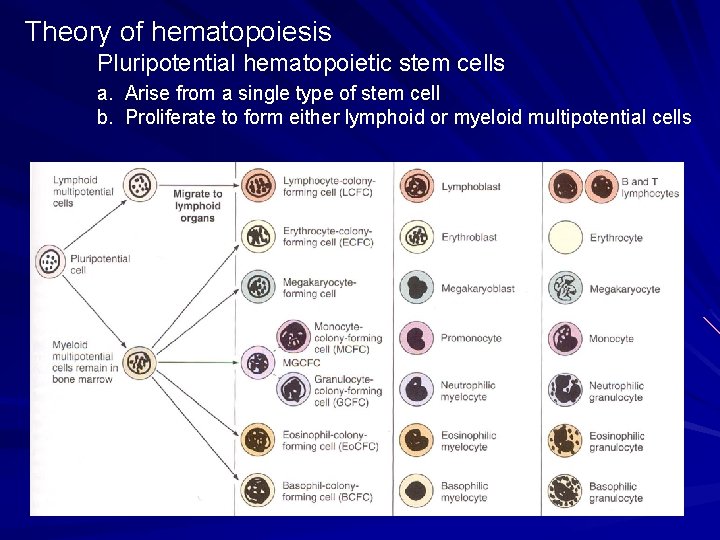 Theory of hematopoiesis Pluripotential hematopoietic stem cells a. Arise from a single type of Theory of hematopoiesis Pluripotential hematopoietic stem cells a. Arise from a single type of