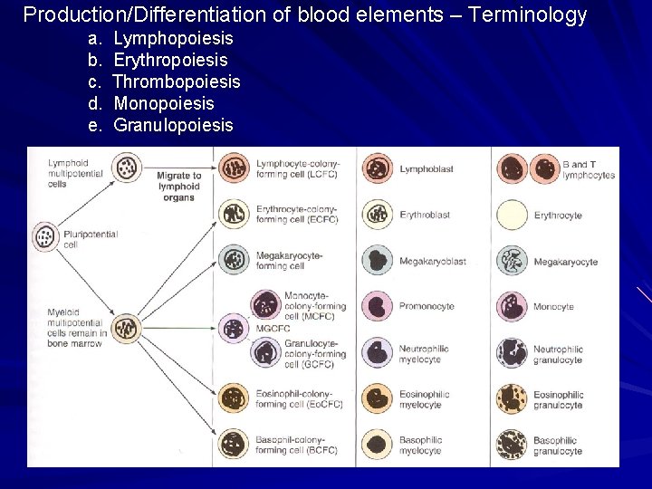 Production/Differentiation of blood elements – Terminology a. b. c. d. e. Lymphopoiesis Erythropoiesis Thrombopoiesis Production/Differentiation of blood elements – Terminology a. b. c. d. e. Lymphopoiesis Erythropoiesis Thrombopoiesis
