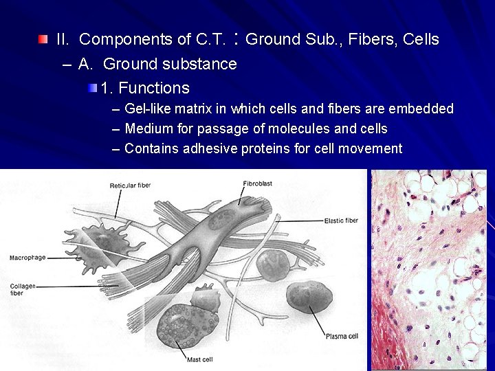 II. Components of C. T. : Ground Sub. , Fibers, Cells – A. Ground II. Components of C. T. : Ground Sub. , Fibers, Cells – A. Ground