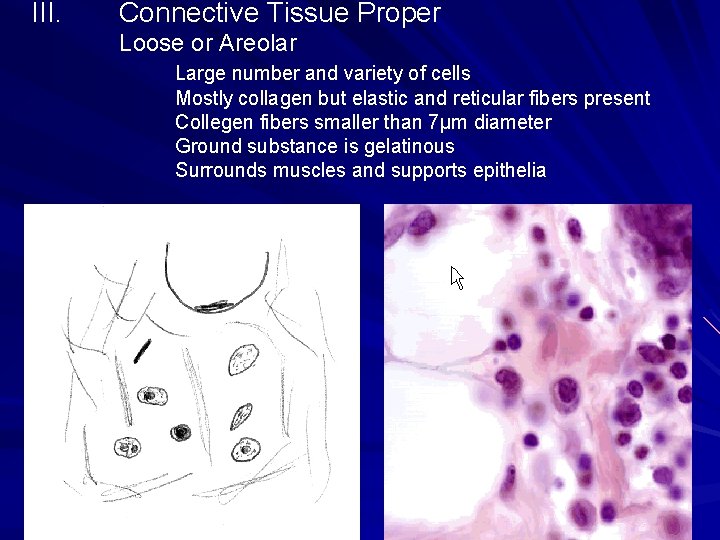 III. Connective Tissue Proper Loose or Areolar Large number and variety of cells Mostly III. Connective Tissue Proper Loose or Areolar Large number and variety of cells Mostly