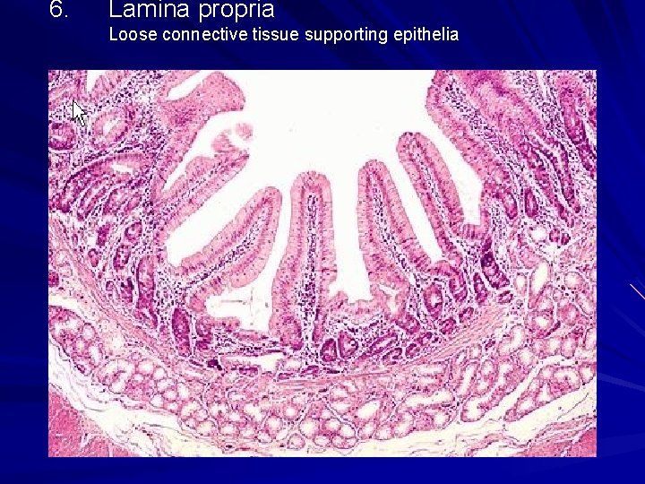 6. Lamina propria Loose connective tissue supporting epithelia 6. Lamina propria Loose connective tissue supporting epithelia