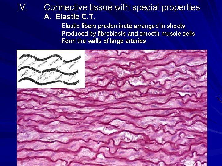 IV. Connective tissue with special properties A. Elastic C. T. Elastic fibers predominate arranged IV. Connective tissue with special properties A. Elastic C. T. Elastic fibers predominate arranged
