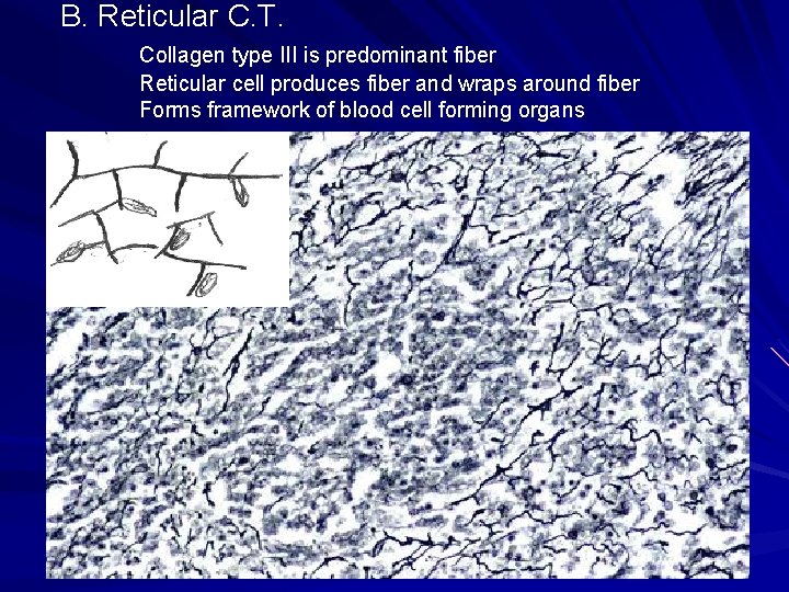 B. Reticular C. T. Collagen type III is predominant fiber Reticular cell produces fiber B. Reticular C. T. Collagen type III is predominant fiber Reticular cell produces fiber