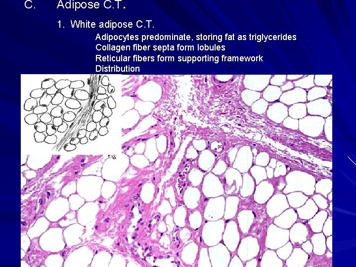 C. Adipose C. T. 1. White adipose C. T. Adipocytes predominate, storing fat as C. Adipose C. T. 1. White adipose C. T. Adipocytes predominate, storing fat as
