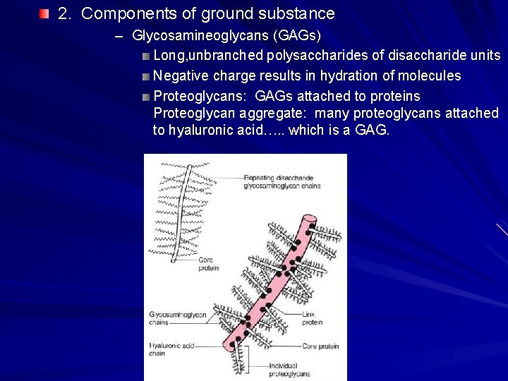 2. Components of ground substance – Glycosamineoglycans (GAGs) Long, unbranched polysaccharides of disaccharide units 2. Components of ground substance – Glycosamineoglycans (GAGs) Long, unbranched polysaccharides of disaccharide units