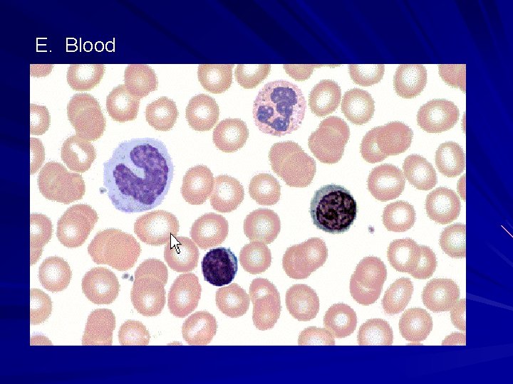 E. Blood E. Blood