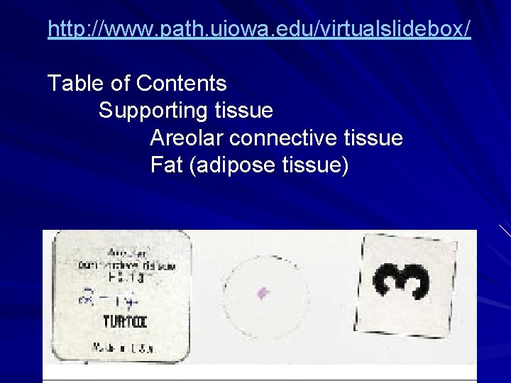 http: //www. path. uiowa. edu/virtualslidebox/ Table of Contents Supporting tissue Areolar connective tissue Fat http: //www. path. uiowa. edu/virtualslidebox/ Table of Contents Supporting tissue Areolar connective tissue Fat