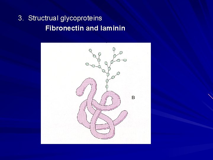 3. Structrual glycoproteins Fibronectin and laminin 3. Structrual glycoproteins Fibronectin and laminin