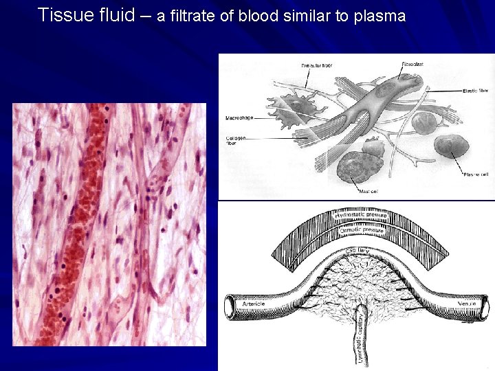 Tissue fluid – a filtrate of blood similar to plasma Tissue fluid – a filtrate of blood similar to plasma