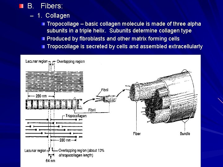 B. Fibers: – 1. Collagen Tropocollage – basic collagen molecule is made of three B. Fibers: – 1. Collagen Tropocollage – basic collagen molecule is made of three