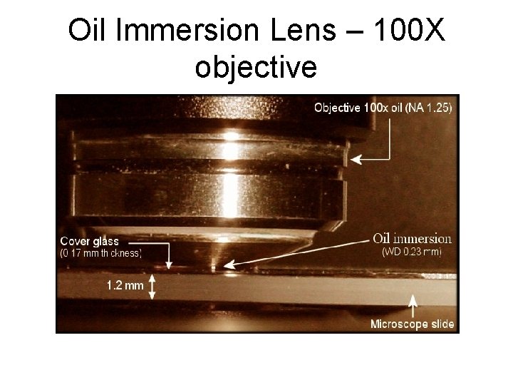 Oil Immersion Lens – 100 X objective 