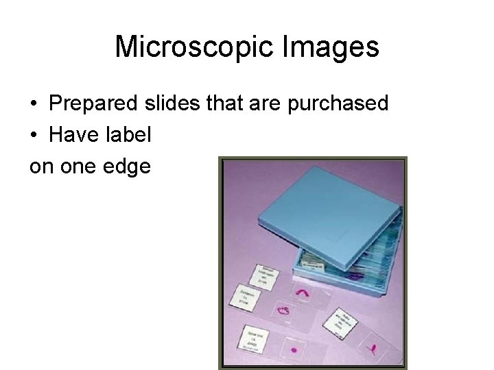 Microscopic Images • Prepared slides that are purchased • Have label on one edge