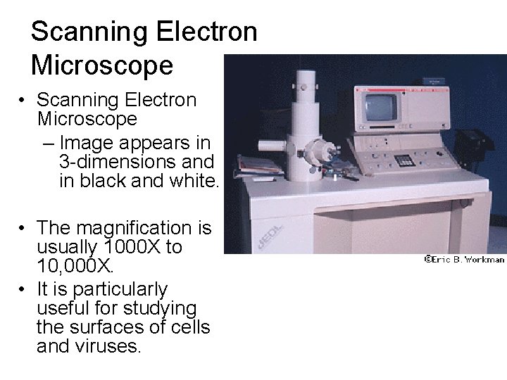 Scanning Electron Microscope • Scanning Electron Microscope – Image appears in 3 -dimensions and