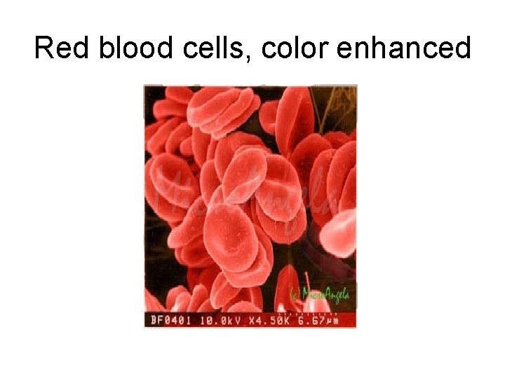 Red blood cells, color enhanced 