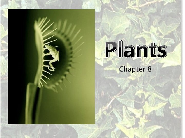 Plants Chapter 8 