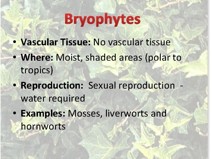 Bryophytes • Vascular Tissue: No vascular tissue • Where: Moist, shaded areas (polar to