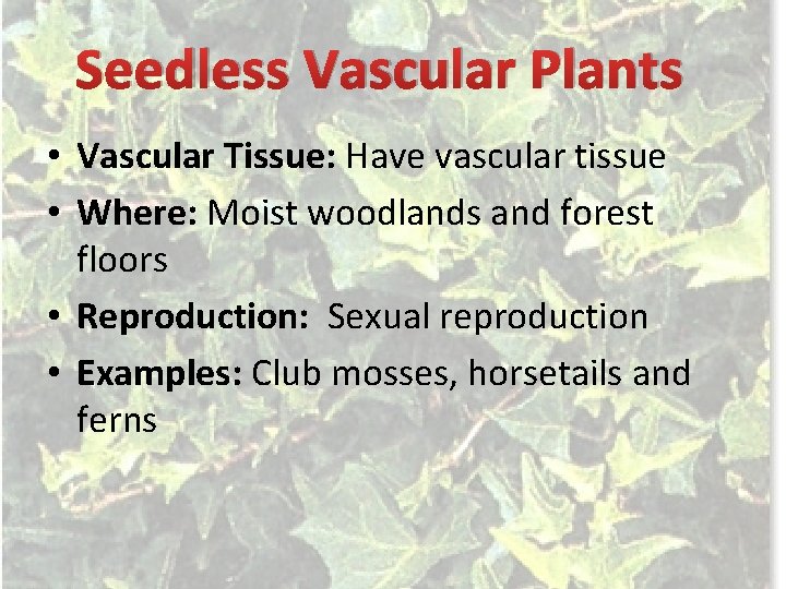 Seedless Vascular Plants • Vascular Tissue: Have vascular tissue • Where: Moist woodlands and