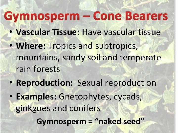 Gymnosperm – Cone Bearers • Vascular Tissue: Have vascular tissue • Where: Tropics and