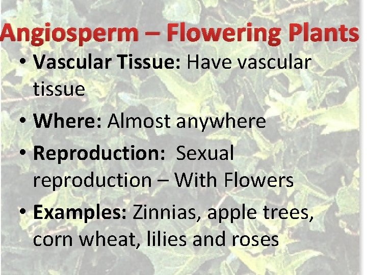 Angiosperm – Flowering Plants • Vascular Tissue: Have vascular tissue • Where: Almost anywhere