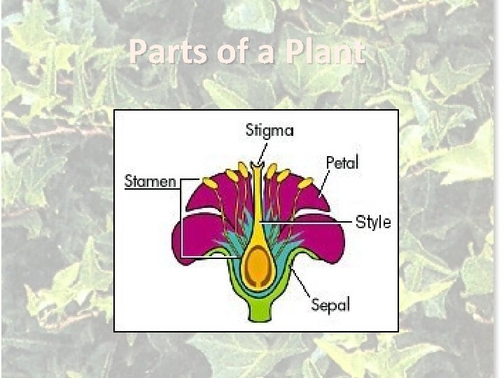 Parts of a Plant 