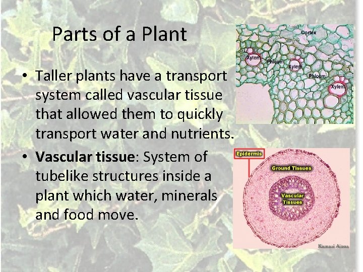 Parts of a Plant • Taller plants have a transport system called vascular tissue