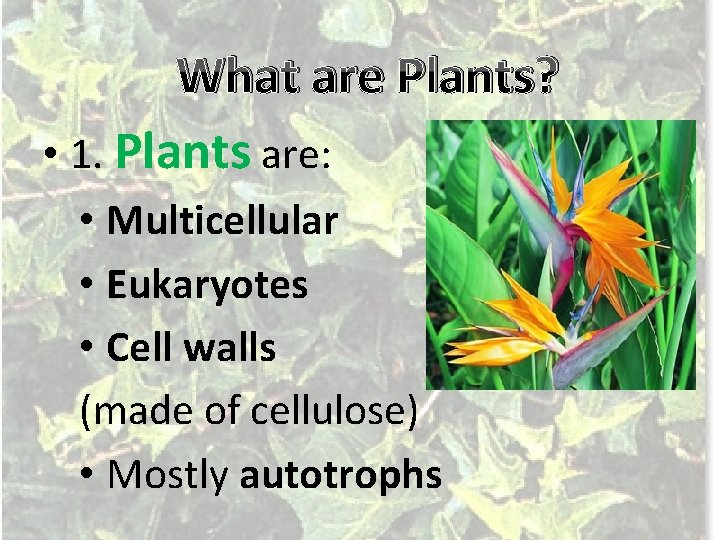 What are Plants? • 1. Plants are: • Multicellular • Eukaryotes • Cell walls