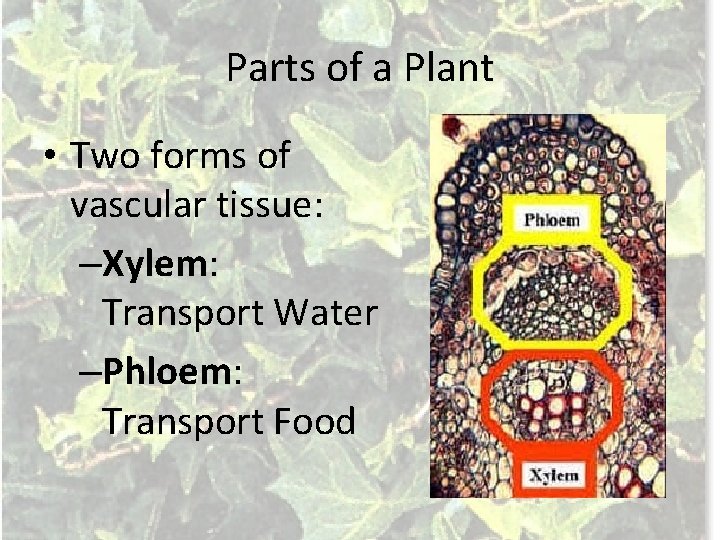 Parts of a Plant • Two forms of vascular tissue: –Xylem: Transport Water –Phloem: