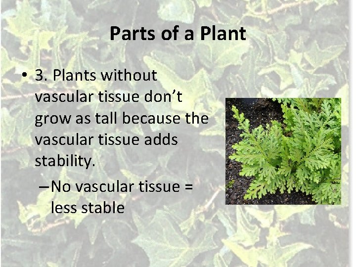 Parts of a Plant • 3. Plants without vascular tissue don’t grow as tall
