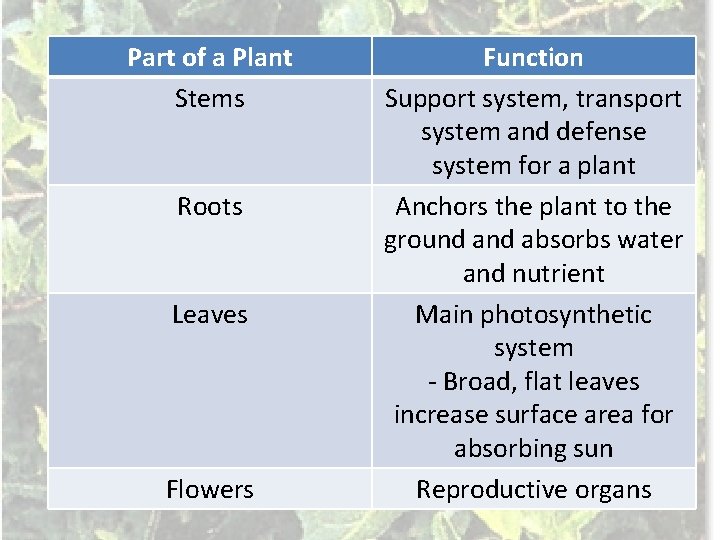 Part of a Plant Stems Roots Leaves Flowers Function Support system, transport system and